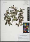 Foto von Salix atrocinerea Brot.